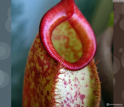 Фото Непентеса: великолепное изображение этого редкого растения