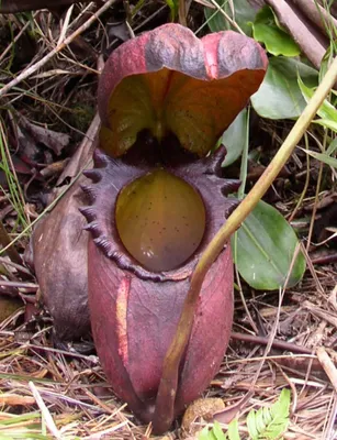 Фотография Непентеса: потрясающее изображение этого растения, которое привнесет в ваш дом нотки экзотики