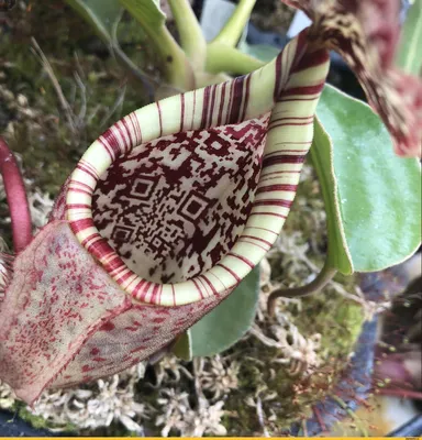 Непентес: фотография растения, которое станет настоящим украшением вашего дома