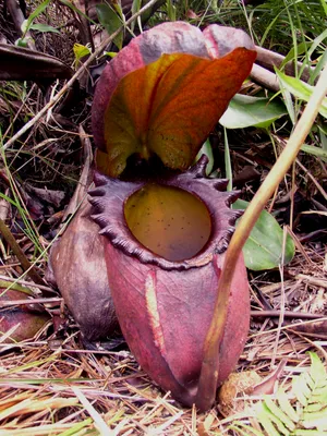 Изображение Непентеса: экзотическое растение