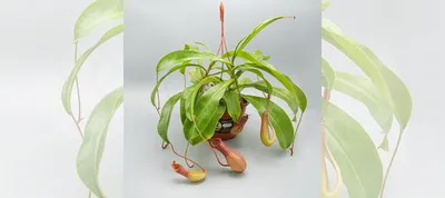 Непентес: фотография растения, которое добавит в ваш дом уникальный шарм