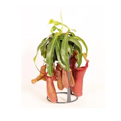 Непентес: фотография растения, которое создаст в вашем доме атмосферу уюта и тепла