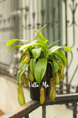 Непентес: фото растения, которое добавит в ваш дом нотки экзотики и загадочности