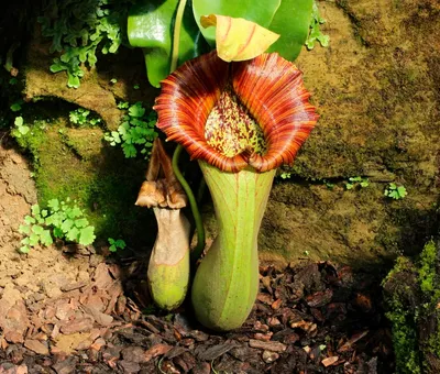 Фотография Непентеса: красивый и необычный вид растения