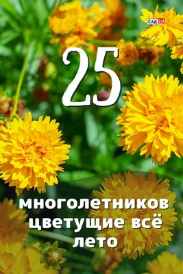 25 многолетних цветов цветущие все лето в вашем саду или даче | Сад,  Композиции цветников, Клумбы