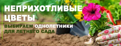 Что посадить? Неприхотливые однолетние цветы для сада с фото и названиями