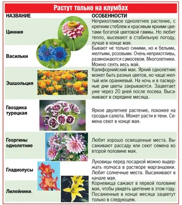 Бордюрные цветы: названия и фото однолетних и многолетних цветов для  украшения дорожек