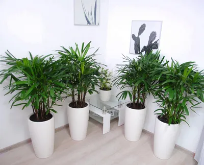 Интерьерные растения, купить комнатные растения в горшках / Geo Glass