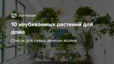 Какие комнатные цветы приносят в дом счастье и благополучие? –  Цветовод-любитель