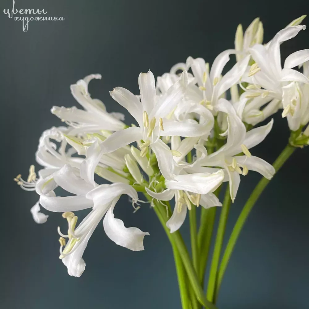 Нерина цветок фото и описание