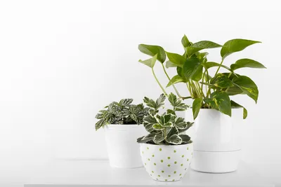 Фото Нертеры: какие преимущества дает это растение для домашнего уюта и гармонии