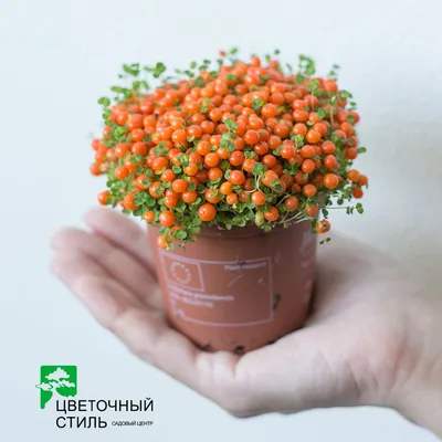 Нертера на фото: идеальное растение для дома