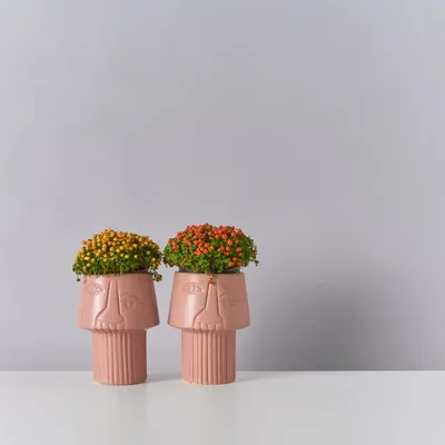 Нертера: красивое растение для вашего дома