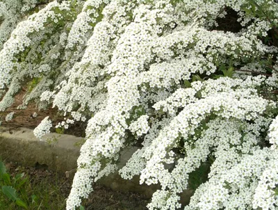 Купить саженцы Спирея Белая Невеста (Вангутта) в питомнике. Для сорта  Спирея Белая Невеста (Вангутта) есть описание, фото, цены и отзывы  садоводов.