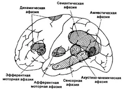 Барашнев Ю.И. Перинатальная неврология (б/у). (ID#309754690), цена: 1950 ₴,  купить на Prom.ua