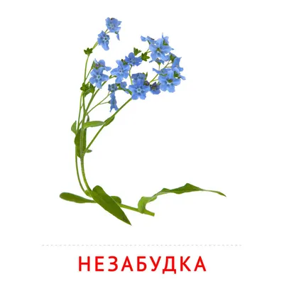 Цветы: Незабудка