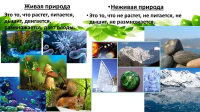 Ознакомление детей дошкольного возраста с живой и неживой природой» (9  фото). Воспитателям детских садов, школьным учителям и педагогам - Маам.ру