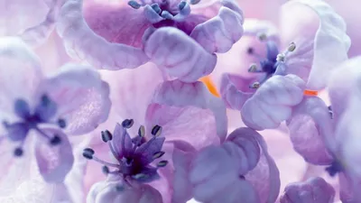 Купить Фотообои нежно фиолетовые цветы крупным планом на стену. Фото с  ценой. Каталог интернет-магазина Фотомили