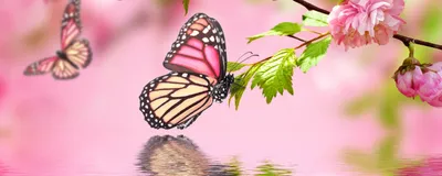 Купить Галстук-бабочка двойная, атлас, нежно-розовый, описание, отзывы |  Мечта Принцессы