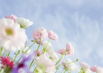 Нежные красные цветы хризантемы Фон И картинка для бесплатной загрузки -  Pngtree