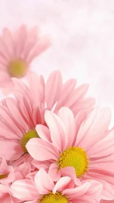 Красивые нежные цветы | Flower wallpaper, Tumblr flower, Flower painting