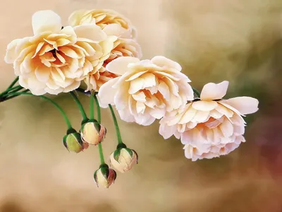 свежие нежные цветы пионов на темно сером столе Фото Фон И картинка для  бесплатной загрузки - Pngtree