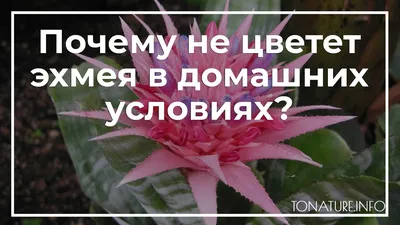 Фотография Нидуляриума: как создать красивый уголок для фотосессии