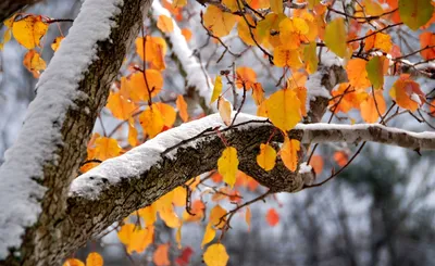 Осень ноябрь (107 фото) - 107 фото