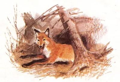 Обыкновенная лисица — Википедия