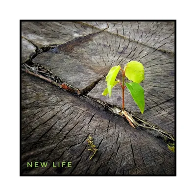 Ваша Новая Жизнь — стоковые фотографии и другие картинки Новая жизнь - Новая  жизнь, Перемена, Диета - iStock