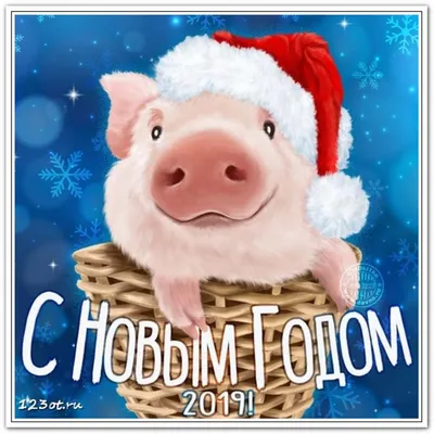 Открытки, картинки с новым годом свиньи! С новым годом 2019! Год свиньи! Год  кабана! Картинка со свиньей, поросенком, свинкой! Красиво… | Открытки,  Праздник, Свинки