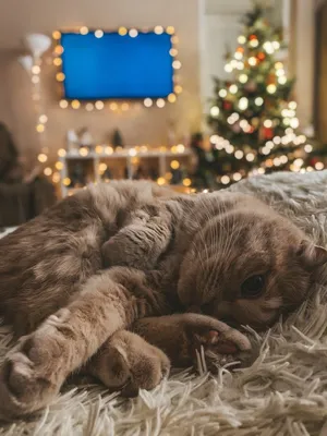 Новогодние открытки с котиками - YouLoveIt.ru