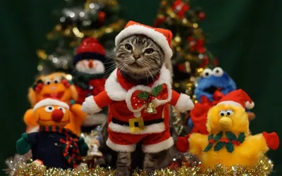 Милый котик у Новогодней елки | Питомец, Милые котики, Кошачьи фотографии