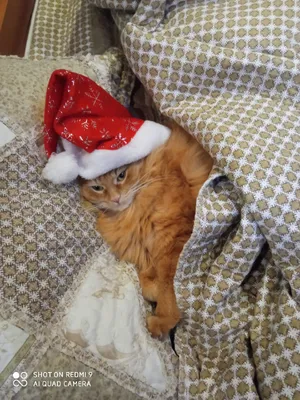 Новогодний котик мем | Рождественские картины, Художественные узоры,  Винтажные неоновые вывески