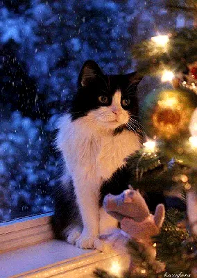 Новогодние котики 1 слайд-шоу / Christmas cats - YouTube