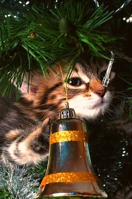 Красивые котики в новогодних свитерах…» — создано в Шедевруме
