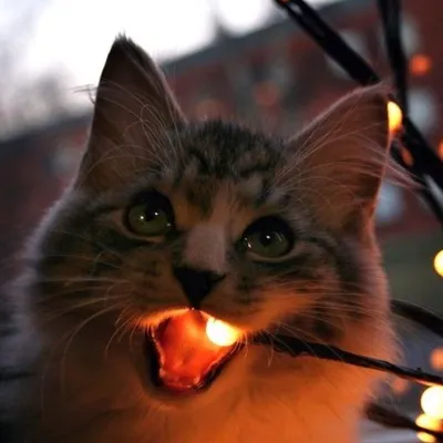 Любопытные котики и новогодние ёлки. Смешная подборка. | НАШИ КОТИКИ |  Яндекс Дзен #Cats #cat #Коты #кот #кошки … | Котята, Кошачьи фотографии,  Фотографии животных