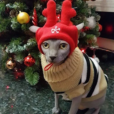 Любопытные котики и новогодние ёлки. Смешная подборка. | НАШИ КОТИКИ |  Яндекс Дзен #Cats #cat #Коты #кот #кошки #Котики #… | Котята,  Рождественские поделки, Смешно