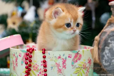 Кружка \"Новогодние котики\", 330 мл - купить по доступным ценам в  интернет-магазине OZON (816104944)