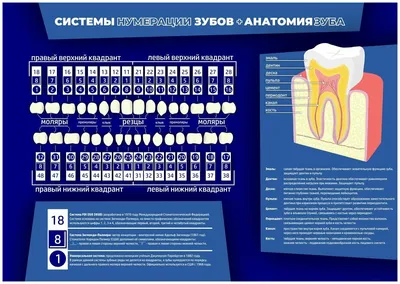 Плакат для стоматологии \"Нумерация зубов и анатомия зуба\" (размер А1) —  купить в интернет-магазине по низкой цене на Яндекс Маркете