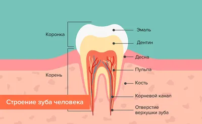 Зубы человека – строение, фото, нумерация и расположение | Сколько зубов у  человека?