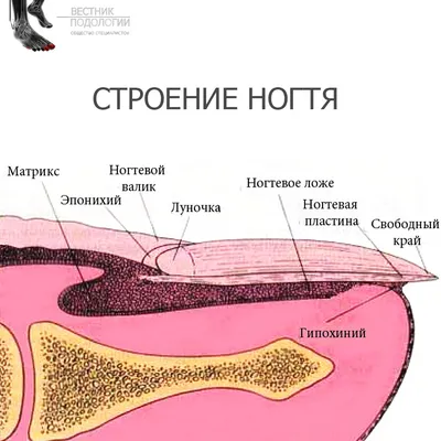 Фото ногтей на руках с трещинами