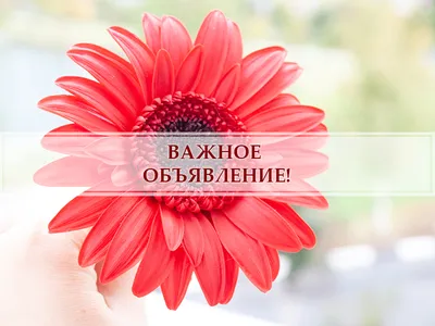 Бесплатные шаблоны и фоны для объявлений | Canva