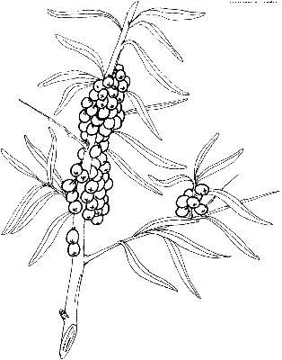 Раскраска Облепиха | Раскраски Каталог раскрасок.