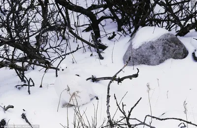 обман зрения / смешные картинки и другие приколы: комиксы, гиф анимация,  видео, лучший интеллектуальный юмор.