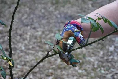 Обрезка роз весной – советы для начинающих цветоводов (с видео) | В  цветнике (Огород.ru)