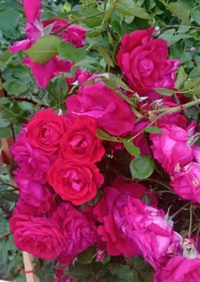 Плетистые розы - уход, подкормка и обрезка | Садовая коллекция Натальи |  Дзен
