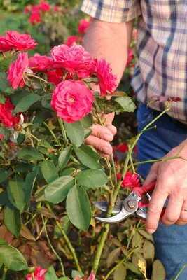 Обрезка розы весной для начинающих, в картинках пошагово