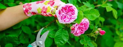 Обрезка роз осенью после цветения – полезные советы и подробная инструкция  для начинающих | В цветнике (Огород.ru)
