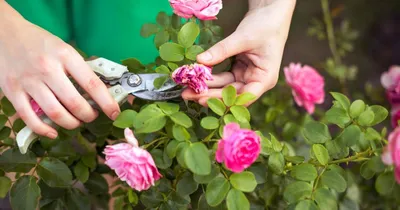 Как обрезать розы – универсальное правило для всех сортов - Телеграф